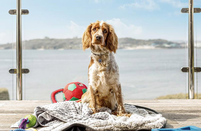 A spaniel sitting on top of a blanket surrounded by toys at dog-friendly Tregwylan in St Mawes