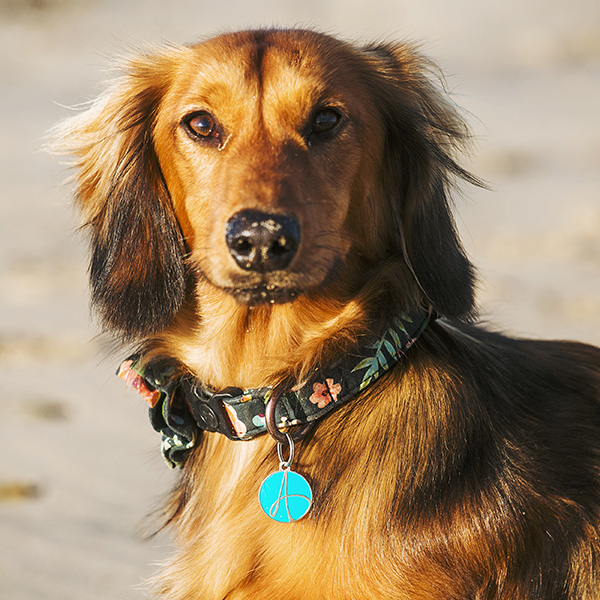 Dog-friendly beaches in St Ives