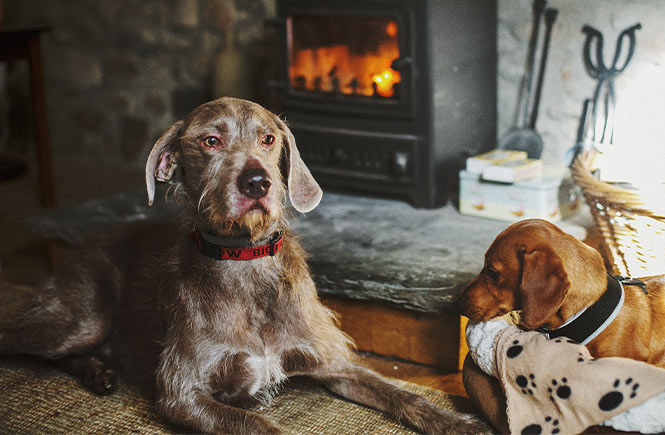 Two dogs lying in front of a lit wood-burner