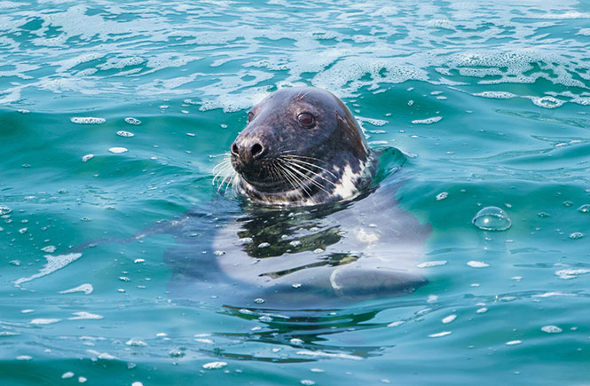 A grey seal bobbing in the water at St Ives in Cornwall