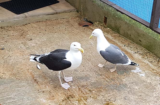 seagulls at mousehole bird hospital 