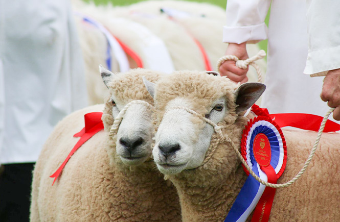 Two sheep with rosettes at the Royal Cornwall Show