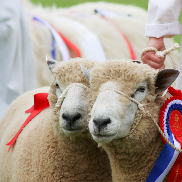 Guide to Royal Cornwall Show