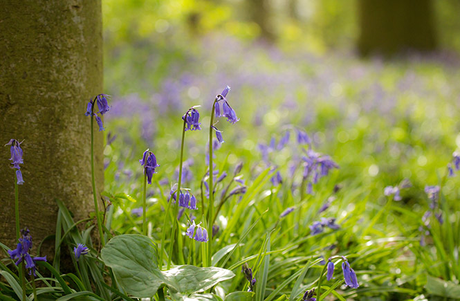 Bluebells underneath a tree in Cornwall, one of the many lovely walks around Falmouth