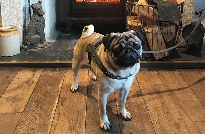 A dog in front of the fireplace at Pennycomequick in Falmouth