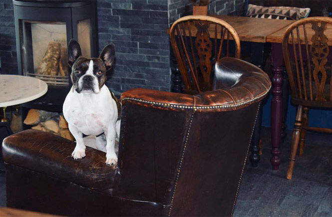 A dog sat on a chair at the dog-friendly Star and Garter in Falmouth
