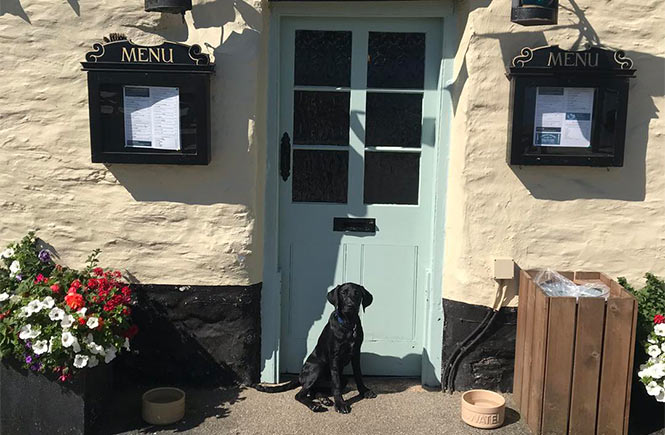 A dog sitting in front of the door at The Pandora Inn near Falmouth