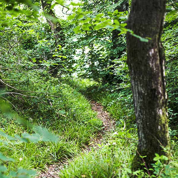 Woodlands to visit in Cornwall