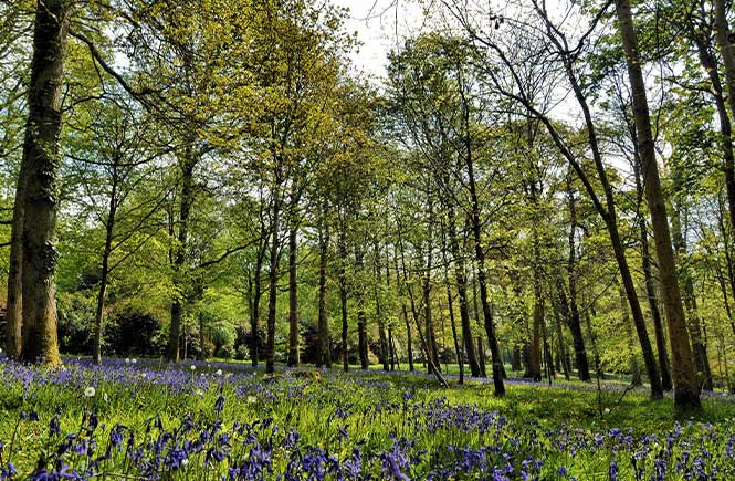 Woodlands full of bluebells at Antony Woodland Garden in Cornwall