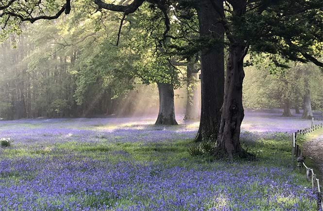 Sunlight coming through the trees across a carpet of bluebells at Enys Gardens in Cornwall
