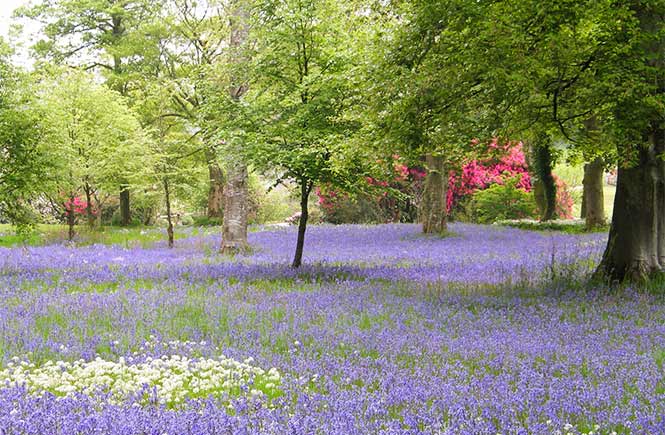 A carpet of bluebells amidst the trees at Pencarrow House and Gardens in Cornwall