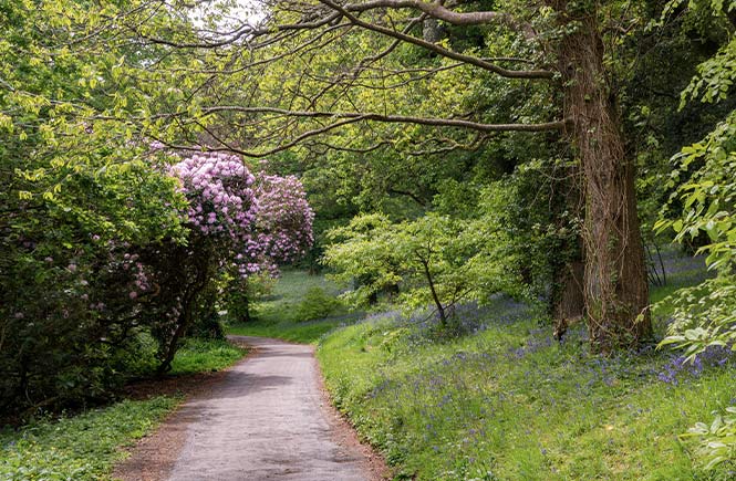 A path winding through the bluebell speckled woods at Penrose Estate in Cornwall