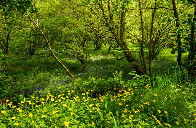 A sweep of buttercups lining the ground in Cardinham Woods in Cornwall