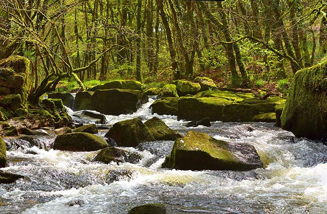 A river running through the moss-covered rocks and woods at Golitha Falls