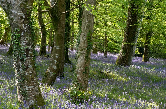 The beautiful woods at Lanhydrock carpeted with bluebells