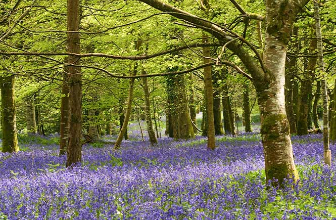 A carpet of bluebells at Lanhydrock in Cornwall