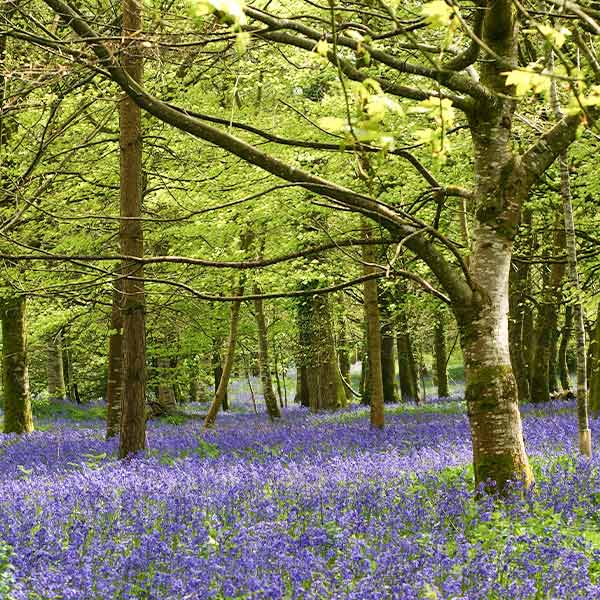 Best places to see bluebells in Cornwall