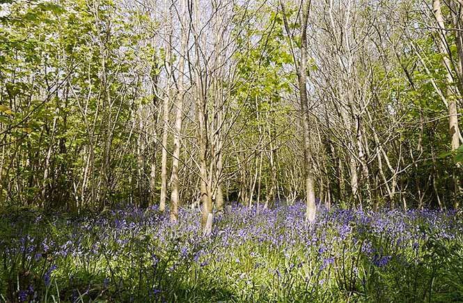 A beautiful carpet of bluebells amongst the trees at Tehidy Woods in Cornwall
