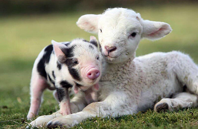 A piglet and a lamb at The Big Sheep