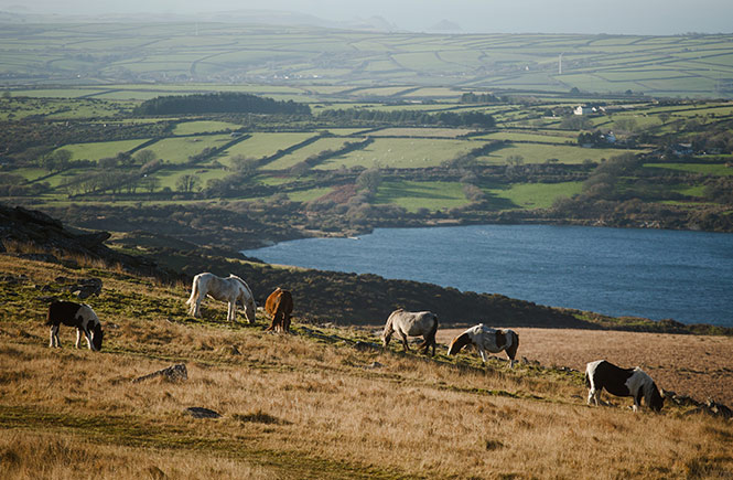 Wild ponies grazing on a hill on Bodmin Moor with a patchwork of fields in the background