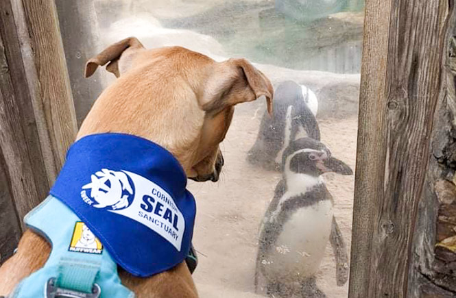 A dog wearing a Seal Sanctuary bandana looking at penguins at the Cornish Seal Sanctuary