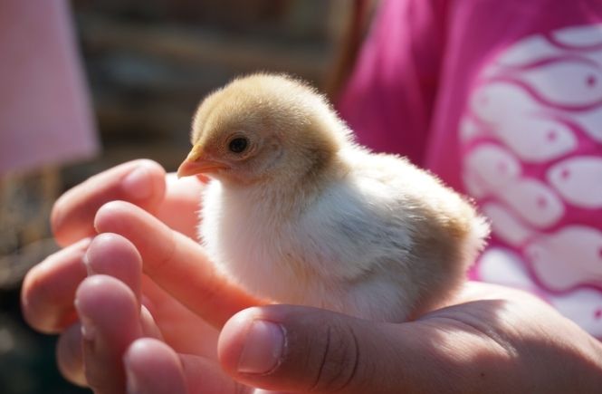 A child holding a tiny chick at Dairyland