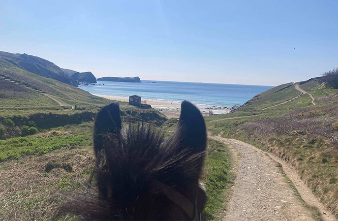 Looking over a horse's ears at the ocean during a ride with the Newton Equestrian and Leisure Centre