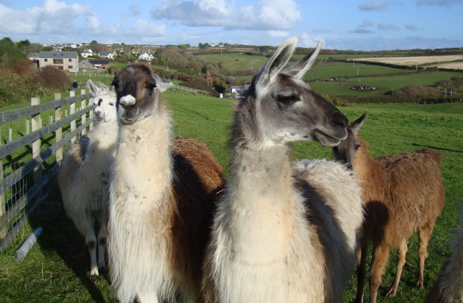 The characterful llama family at The Chocolate Factory & Craft Centre in Mullion