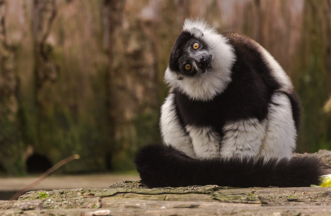 A lemur tilting its head to the side at Newquay Zoo