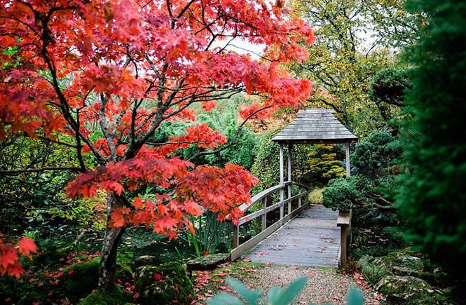 A beautiful red-leaf tree and a bridge at The Japanese Garden in Newquay