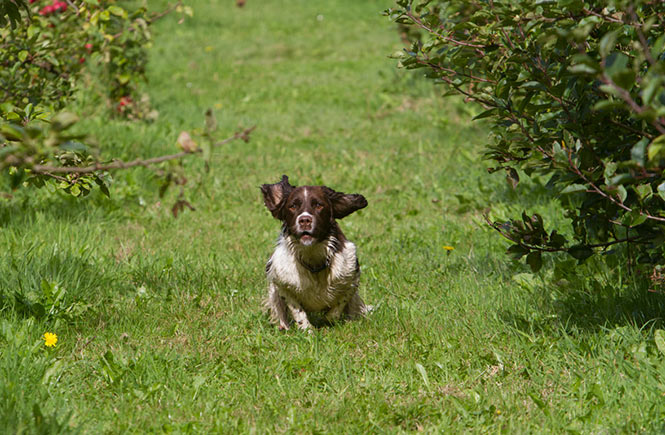 A dog running up between the vines at Polgoon Vineyard
