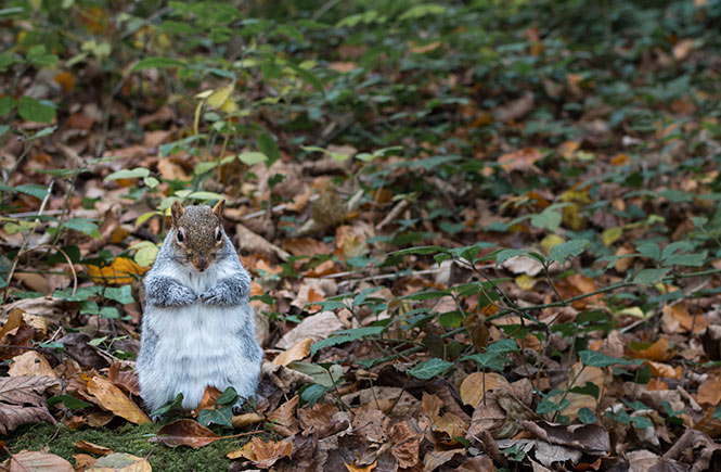 A squirrel standing in the leaves at Tehidy Woods