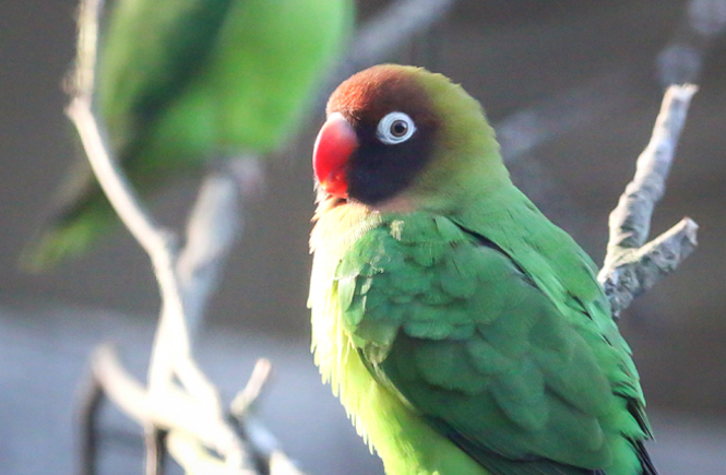 One of the black cheeked lovebirds at Paradise Park