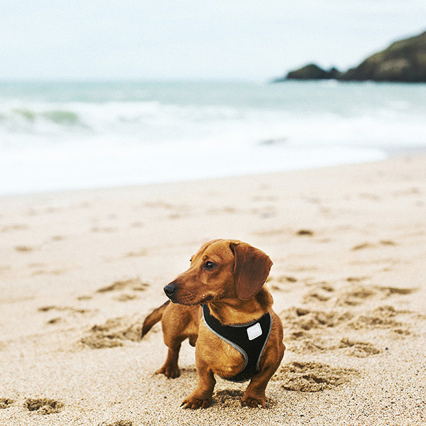 Dog-friendly beaches in West Cornwall