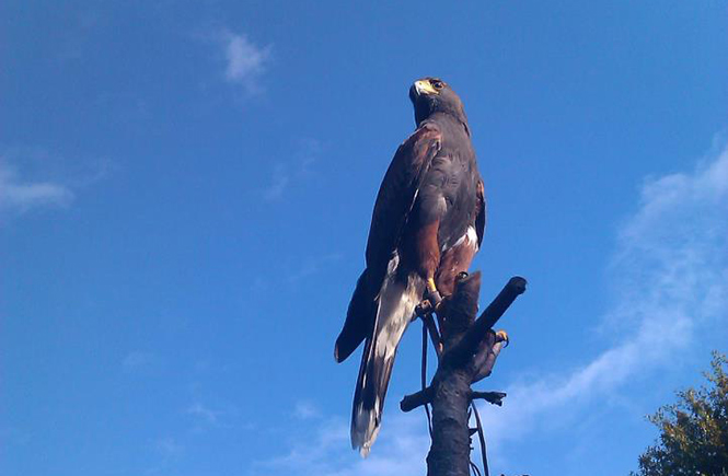 Herne Falconry