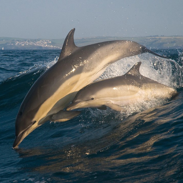 Aspects Holidays help protect Cornwall’s dolphins and porpoises
