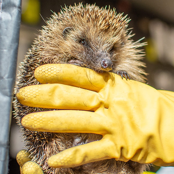 Aspects Holidays proudly sponsors Prickles and Paws Hedgehog Rescue 
