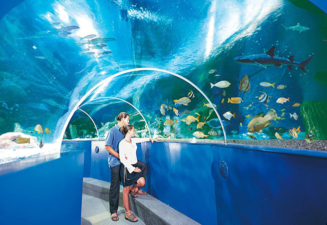 A couple walking through the tunnel and looking at fish at Blue Reef Aquarium