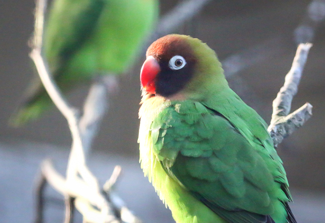 Beautifully coloured birds at Paradise Park