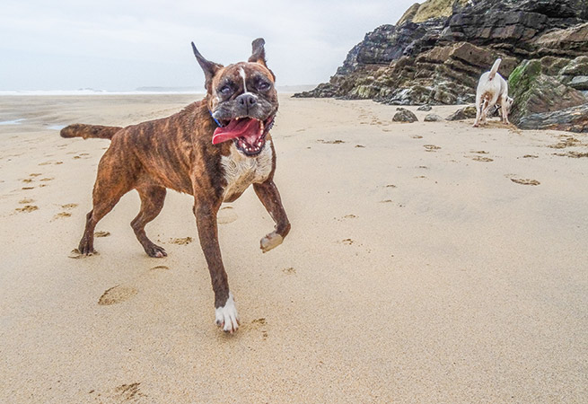 can you take dogs on beaches