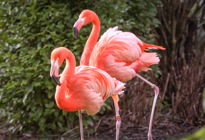 Flamingos at Paradise Park, Hayle