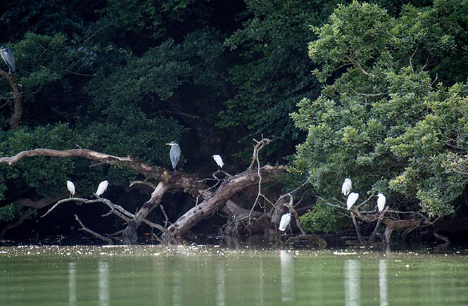 Helford-river-Cruise-4