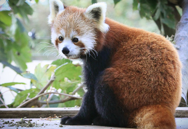 Red Panda at Paradise Park