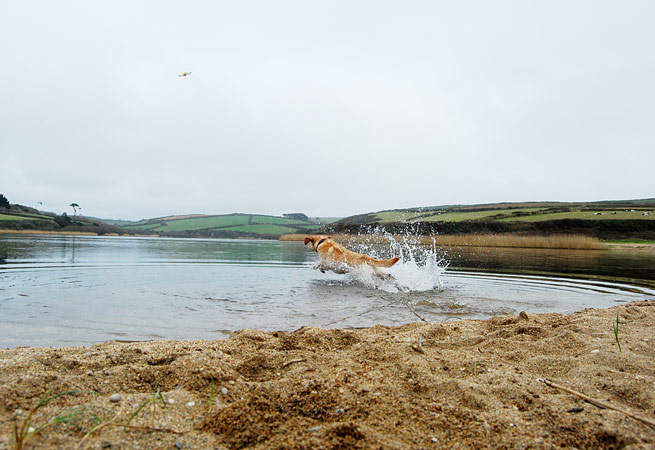 Dog walking at Loe Bar Pool