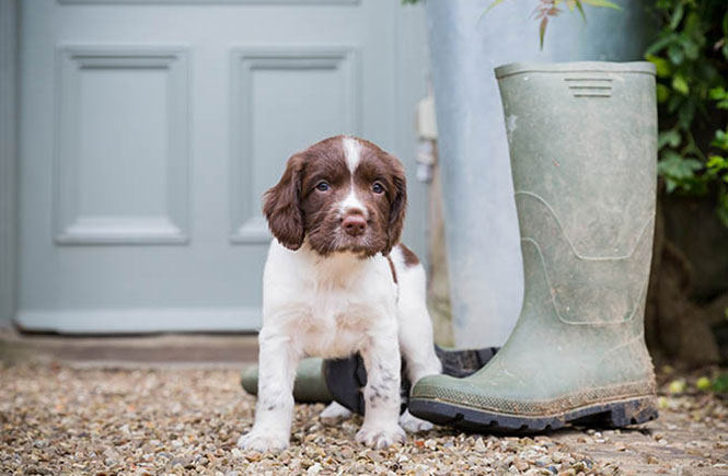 Dog-Friendly Bude