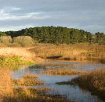 Marazion Marsh