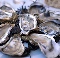 Falmouth Oyster Festival | 8th – 11th October