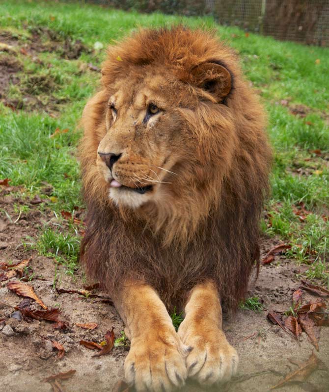 Samson-the-African-Lion