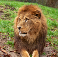 A day out at Newquay Zoo!