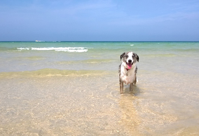 Porthkidney Sands dog walking